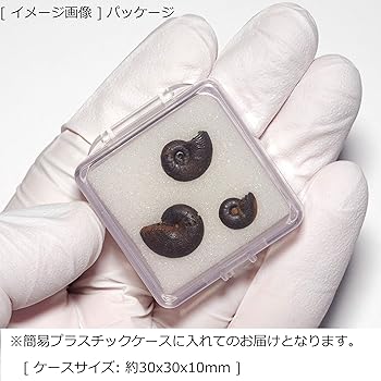 アンモナイト t485-3127_1.jpg